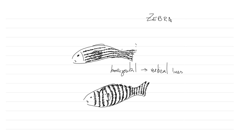 ZebraForWeb01